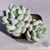 Echeveria Cream Puff
