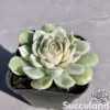 Echeveria Onslow Variegated
