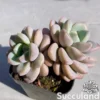 Graptoveria White Dew