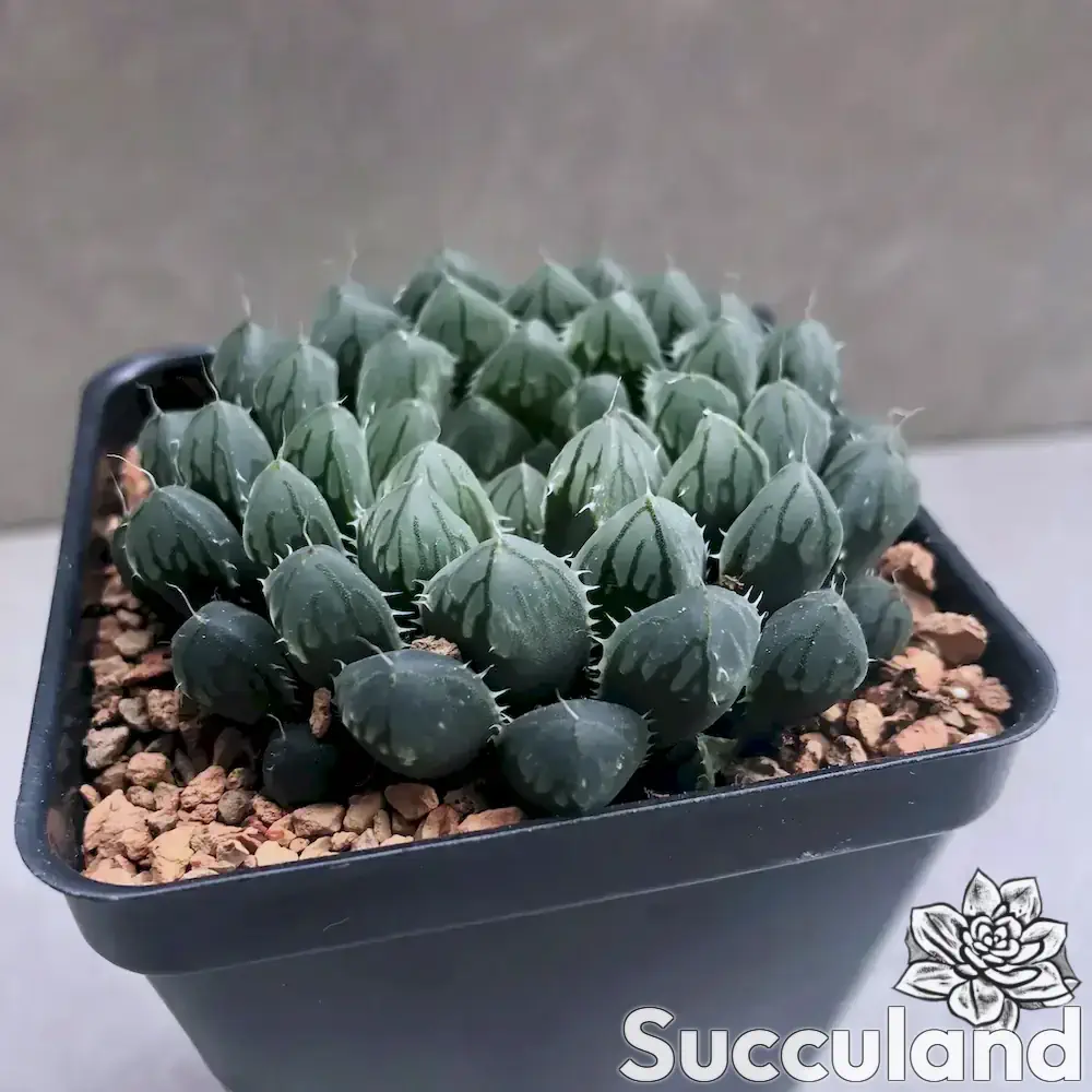 Haworthia Cooperi Hybrid succulent