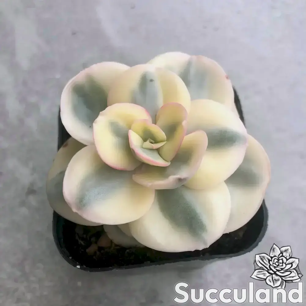 Echeveria Suyon White Variegated succulent