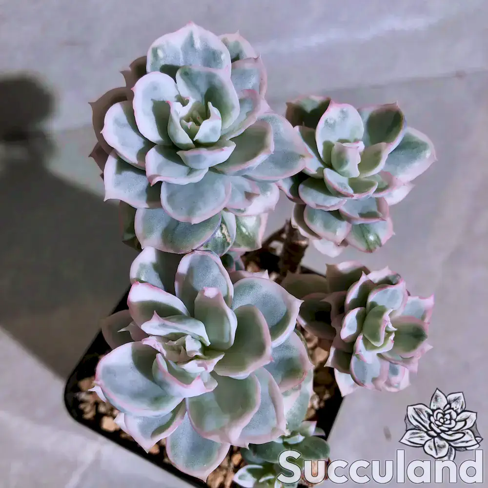 echeveria berkley light variegated succulent