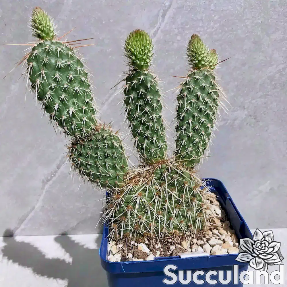 Opuntia Polyacantha Double Pink cactus