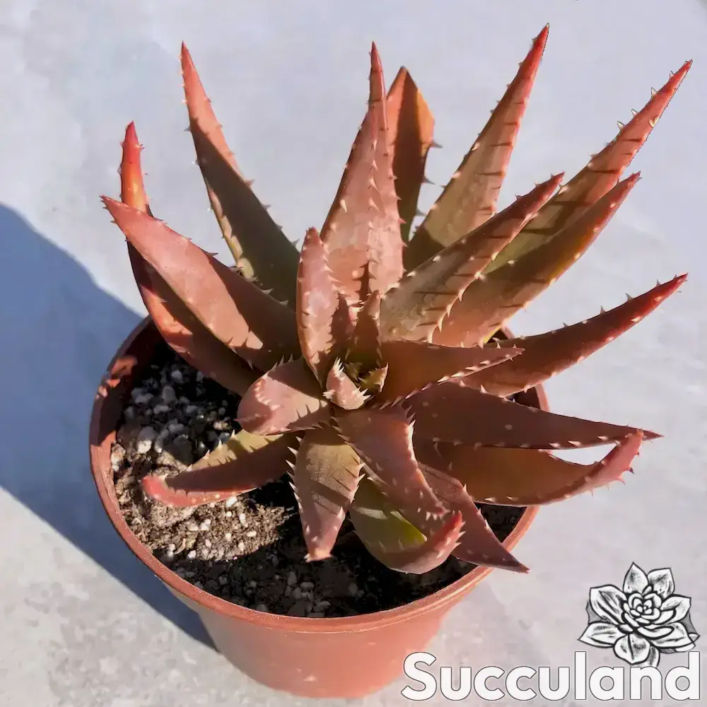 Aloe Crosby's Prolific succulent