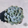 Echeveria Blue Surprise Hybrid
