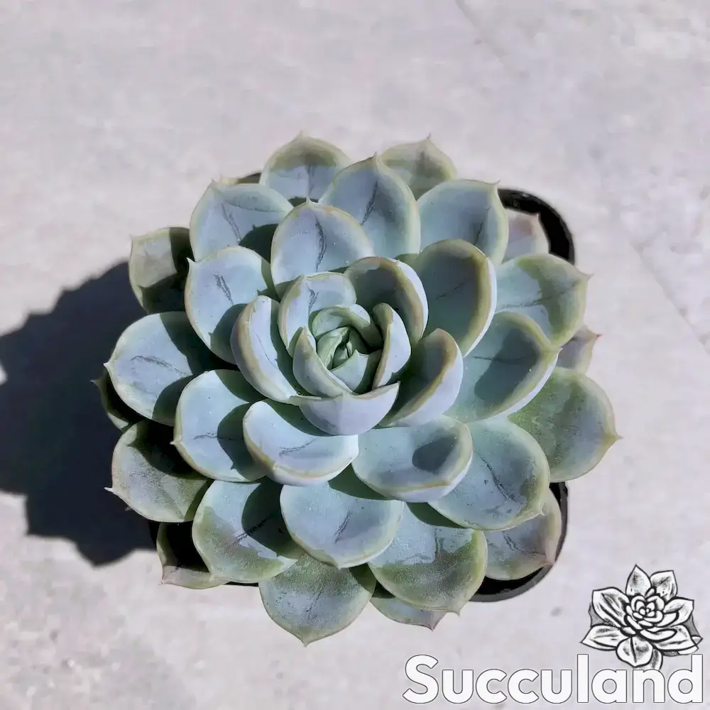 Echeveria Blue Surprise Hybrid succulent
