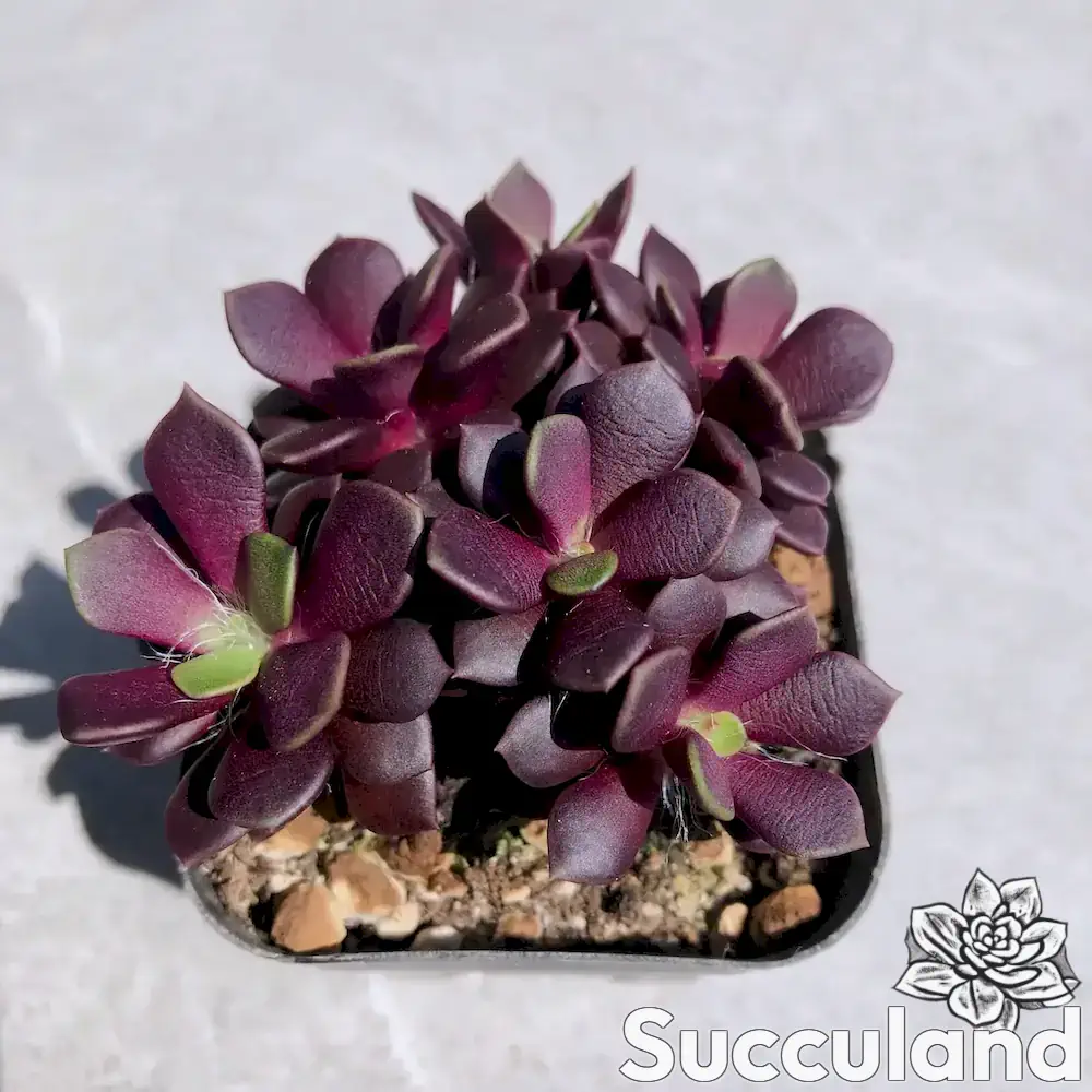 Anacampseros Rufescens - Sand Rose succulent