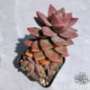 Graptosedum California Sunset