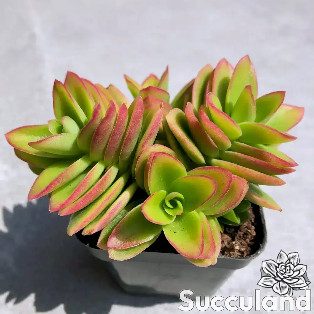 Crassula Capitella 'Campfire' succulent