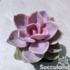 Echeveria Rainbow
