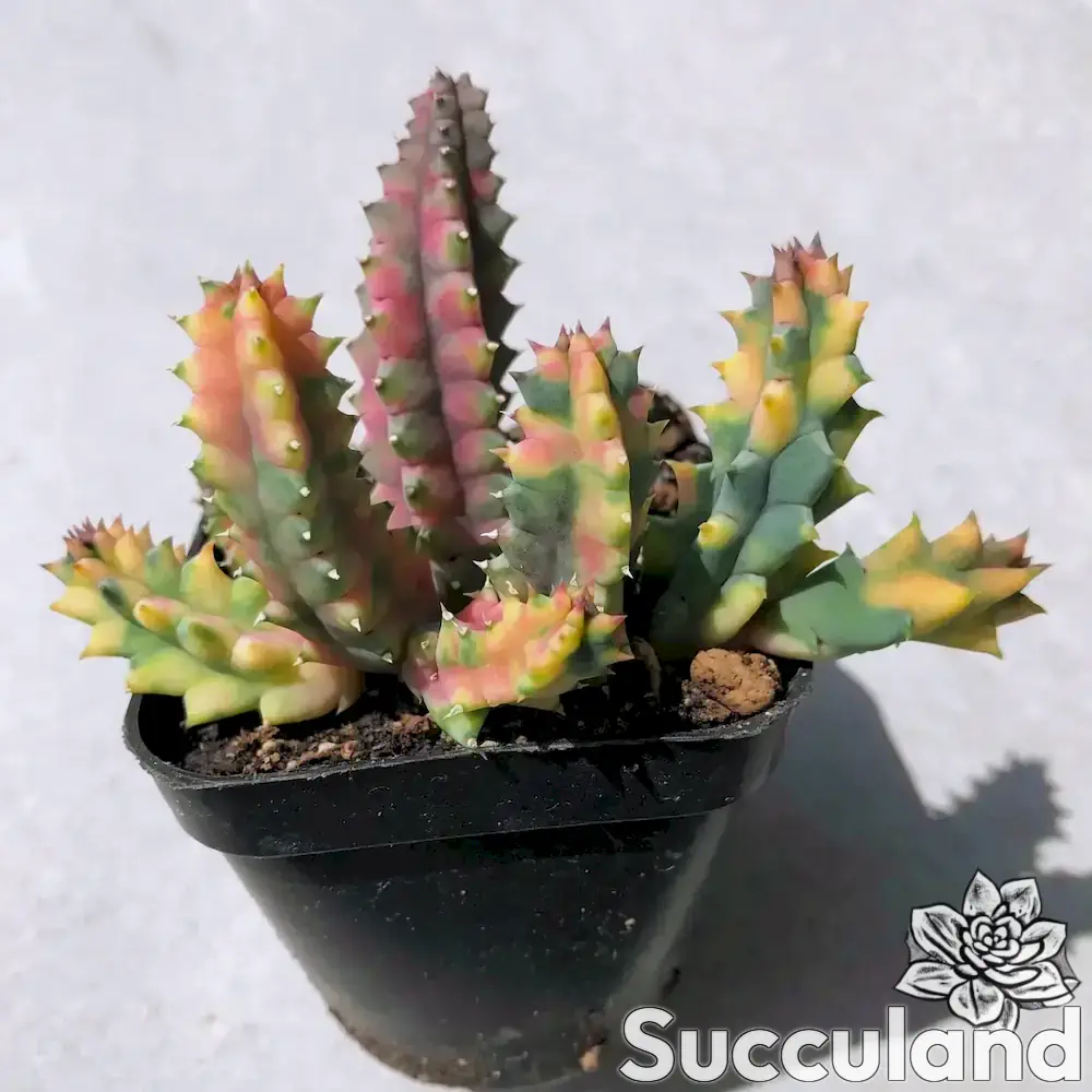 Huernia Zebrina Variegated - Lifesaver Plant succulent