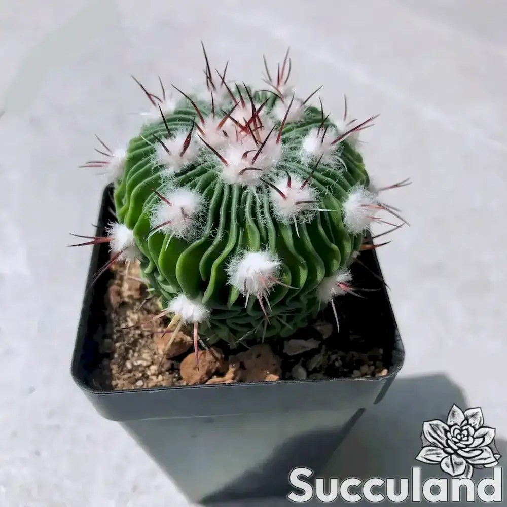 Stenocactus Multicostatus - Brain Cactus succulent