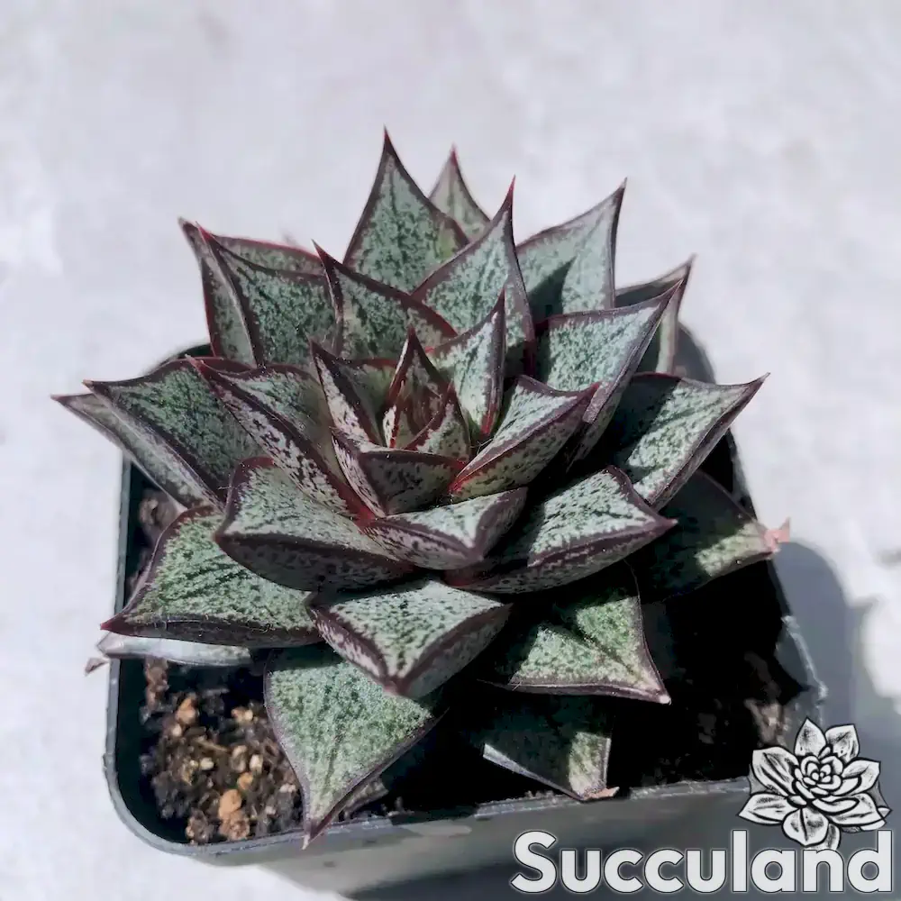 Echeveria Purpusorum White Form succulent