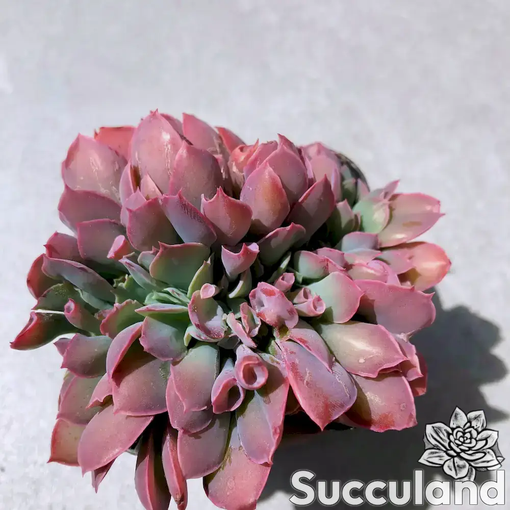 Echeveria Trumpet Pinky Crested succulent