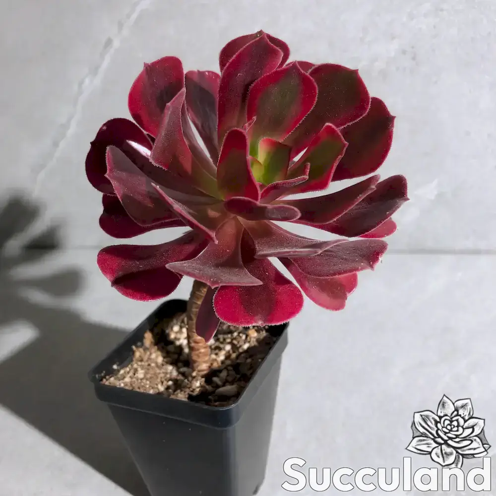 Aeonium TangCai succulent