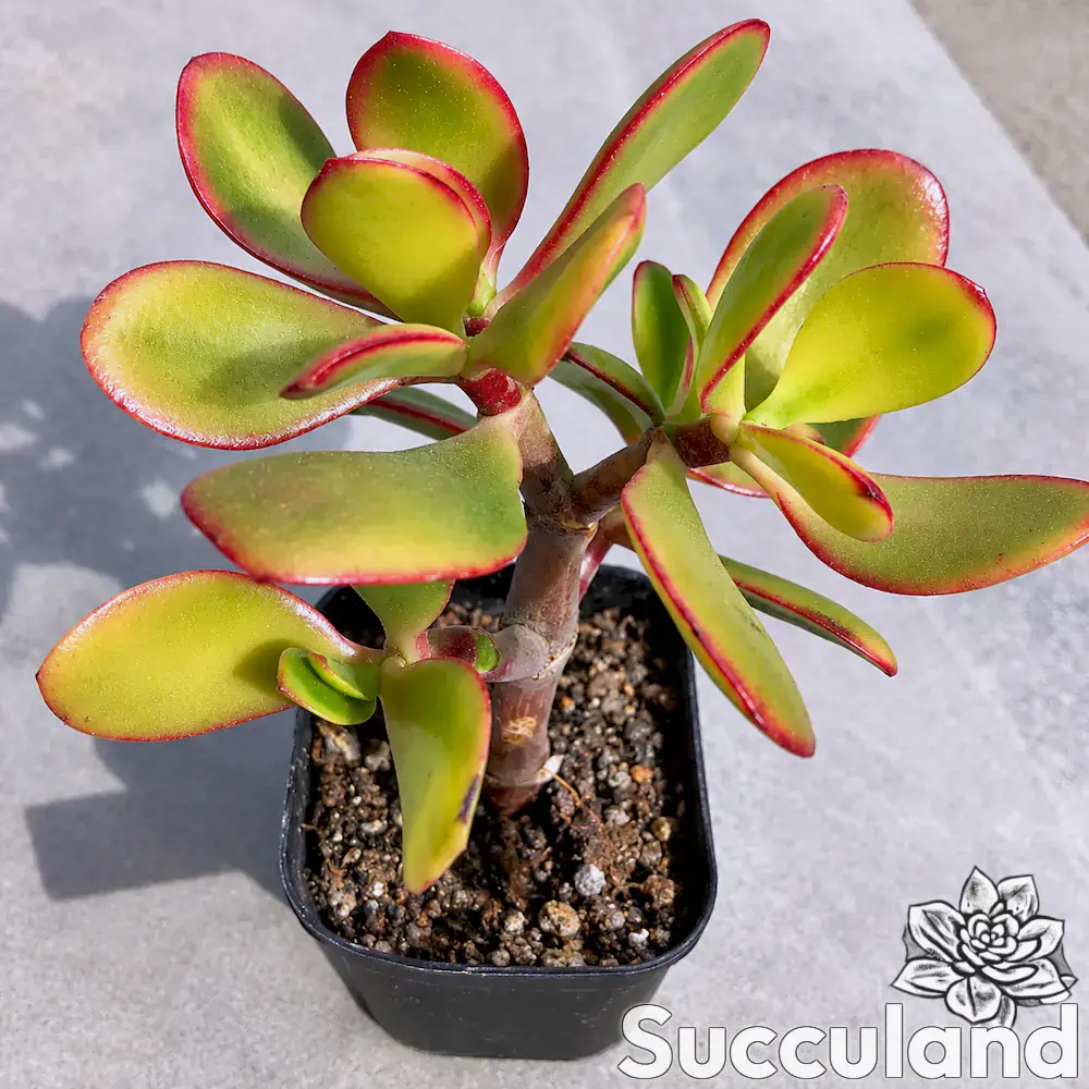 Crassula Ovata 'Hummel's Sunset' succulent