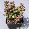 Crassula Brevifolia - Baby Bells
