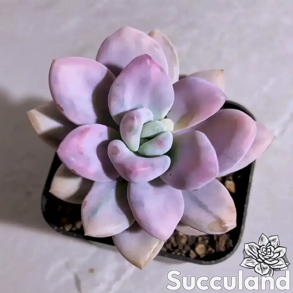 Graptoveria Opalina Line Variegated succulent