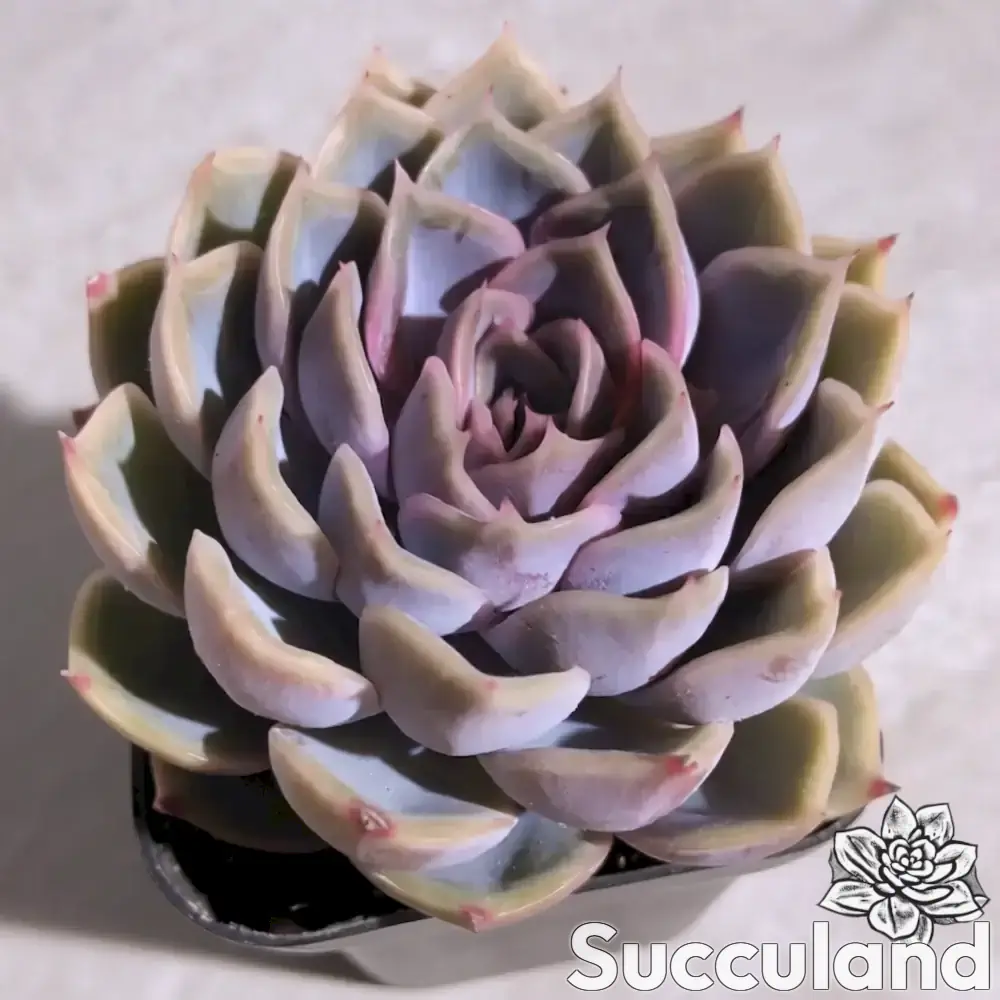 Echeveria Lucinda succulent