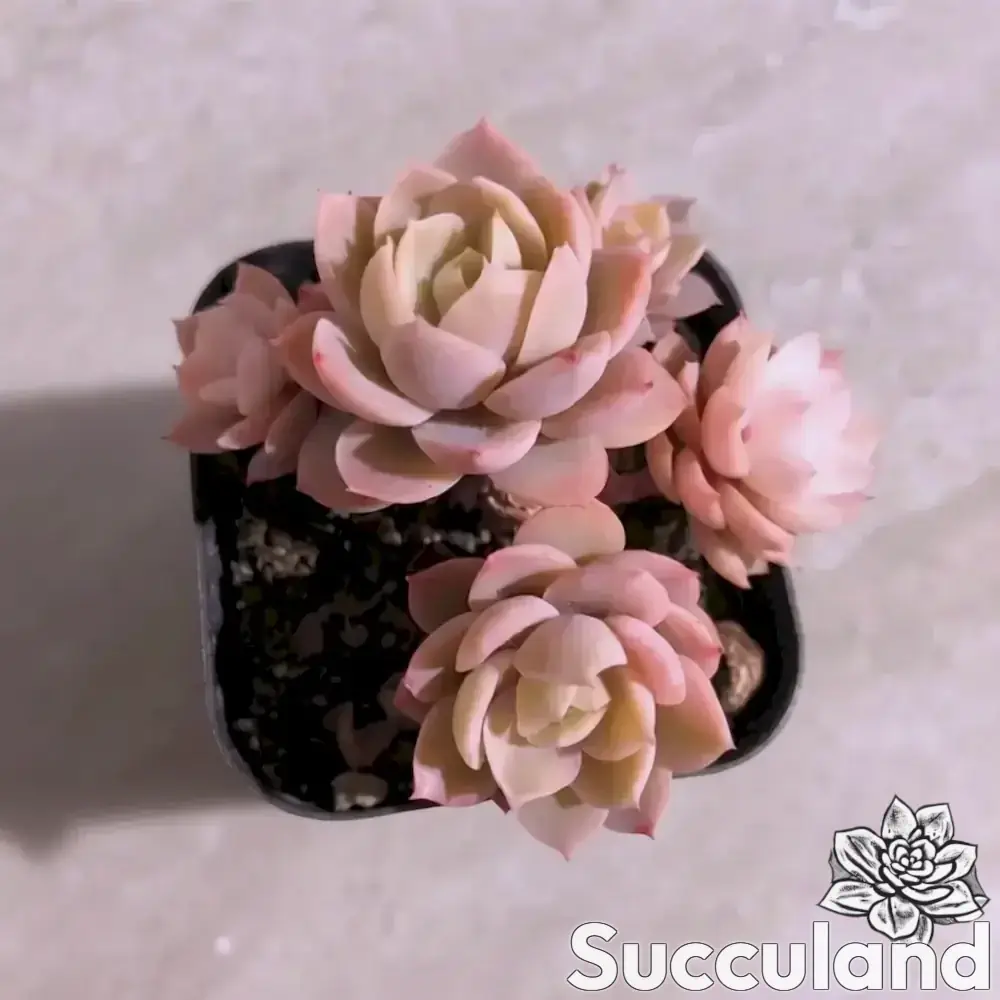 Echeveria Pink Bella succulent
