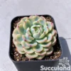 Echeveria Minima Variegated