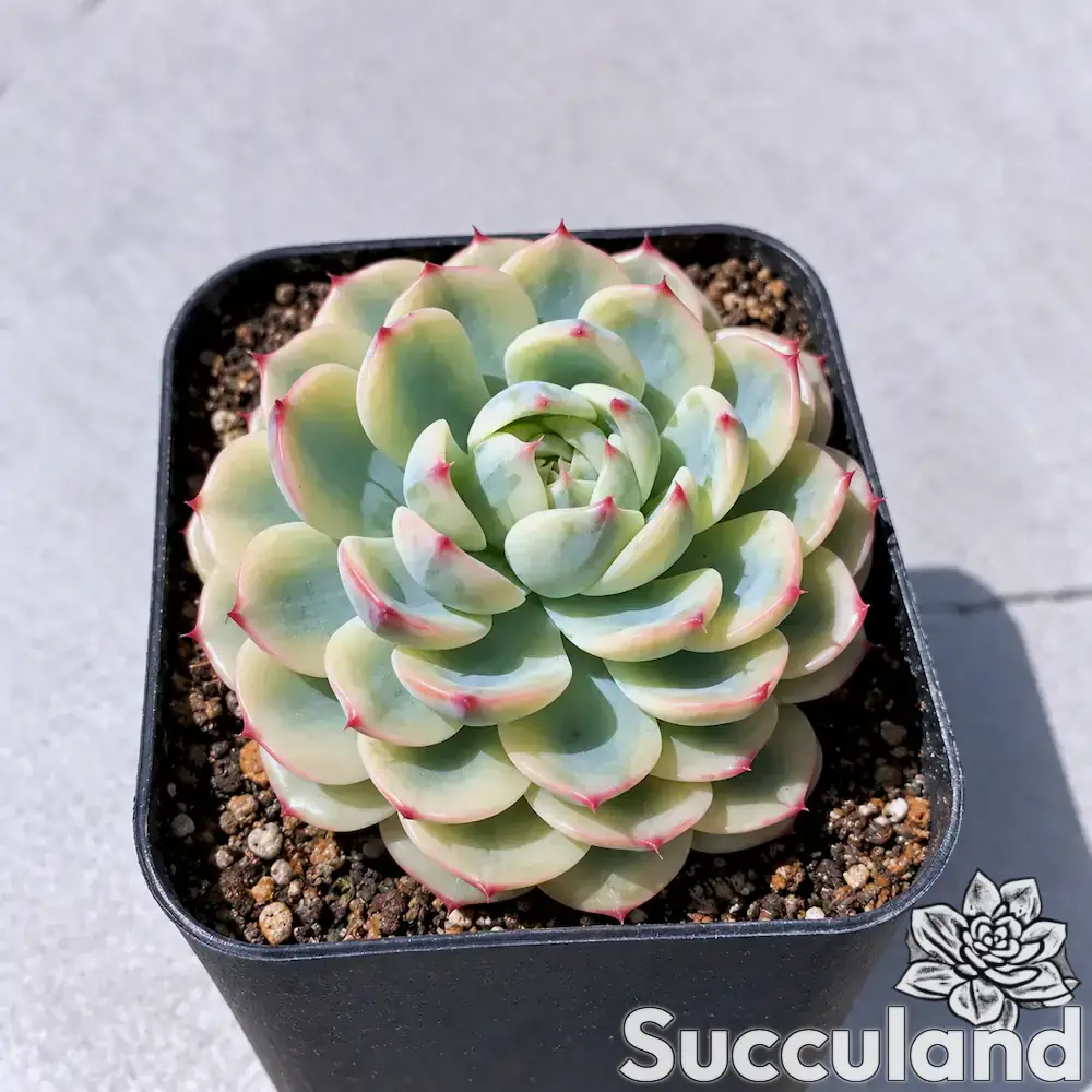 Echeveria Minima Variegated succulent