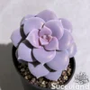 Graptopetalum Superbum - Beautiful Graptopetalum