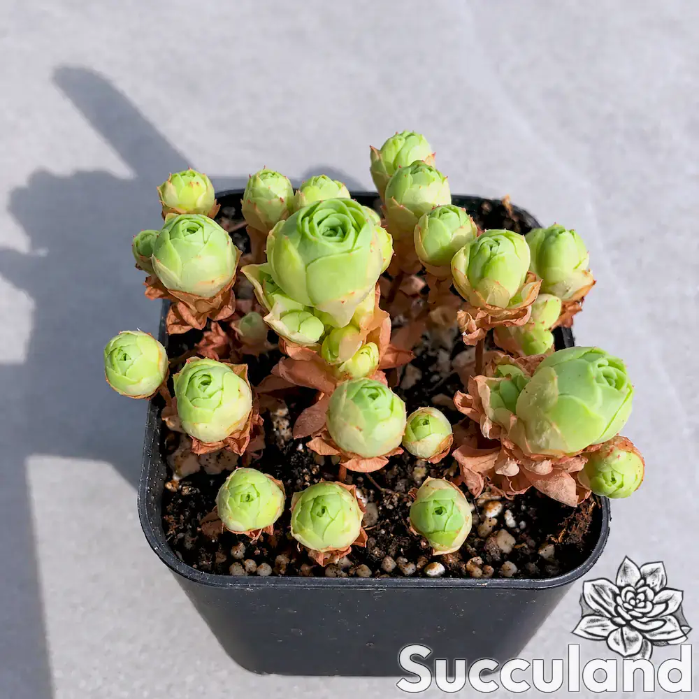 Greenovia dodrentalis succulent