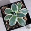 Agave Cream Spike