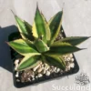Agave Lophantha 'Quadricolor'