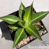 Agave Lophantha 'Splendida'