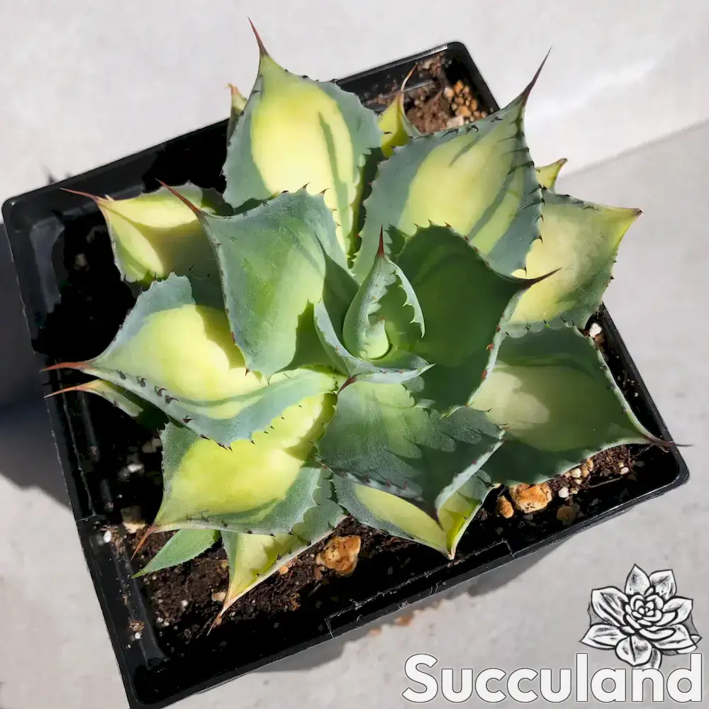 Agave Isthmensis Rum Runner succulent