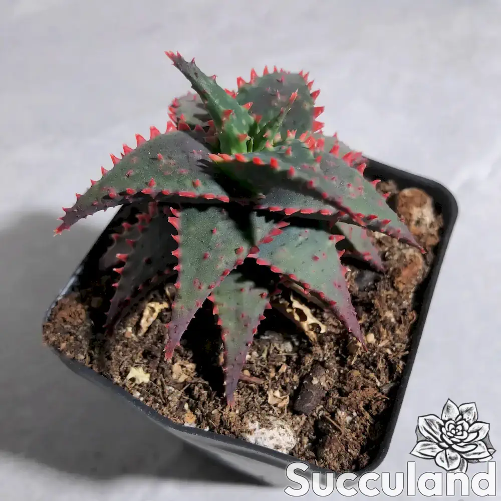 Aloe Christmas Sleigh succulent
