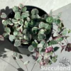 Ceropegia Woodii - String of Hearts Variegated