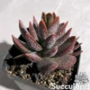 Adromischus Trigynus