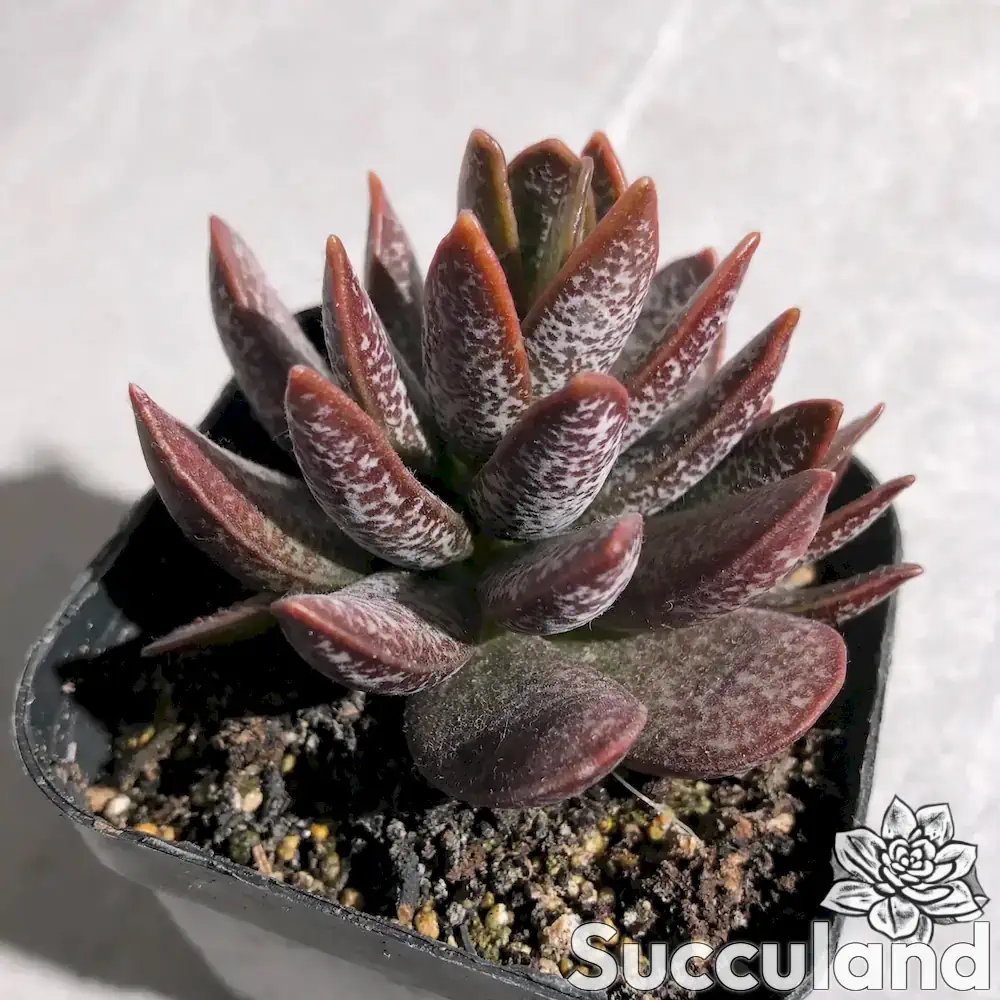 Adromischus Trigynus succulent