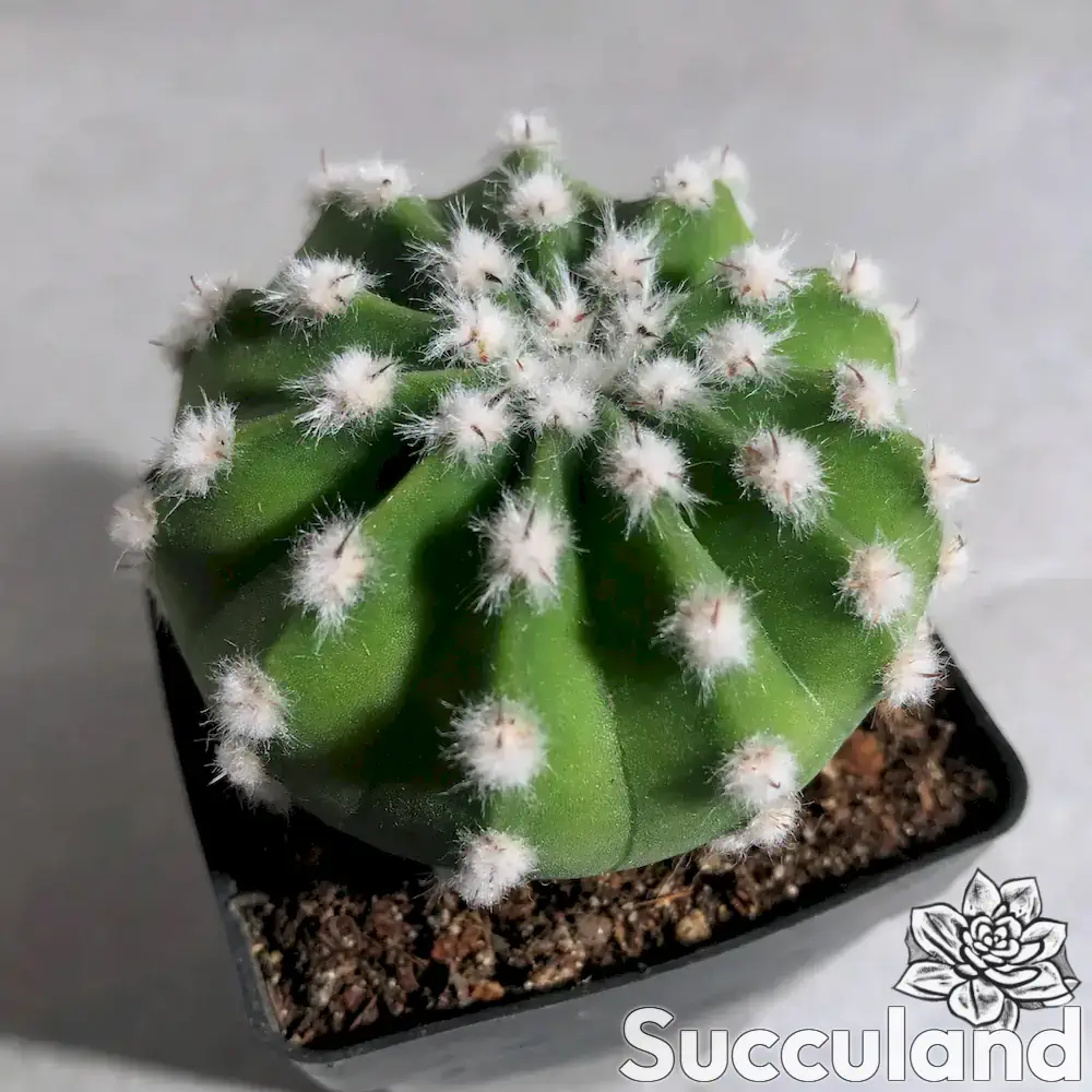 Echinopsis Subdenudata Domino Cactus