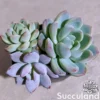 Echeveria Seed-Grown Hybrids - Assorted