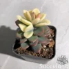 Echeveria Rezry Variegated