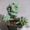 Sedum Clavatum
