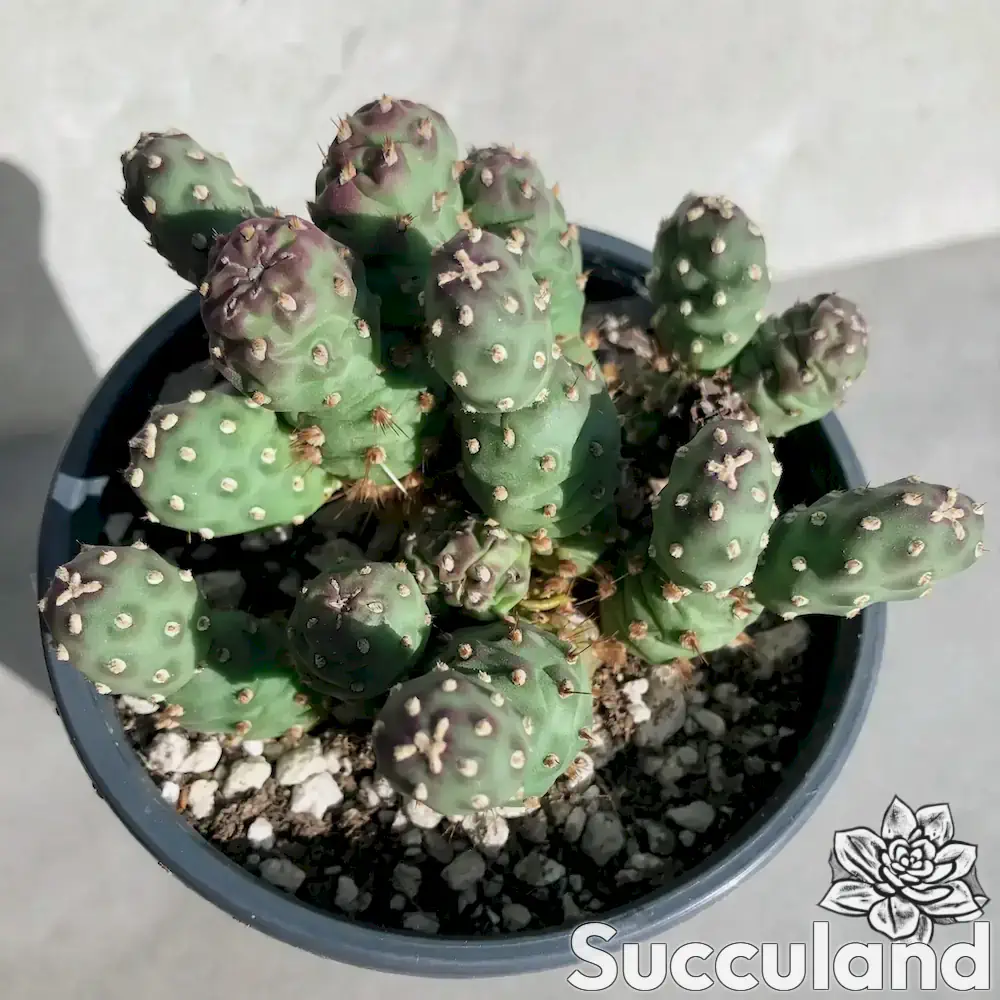 Opuntia Fragilis var. Denudata Potato Cactus