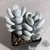 Cotyledon Orbiculata