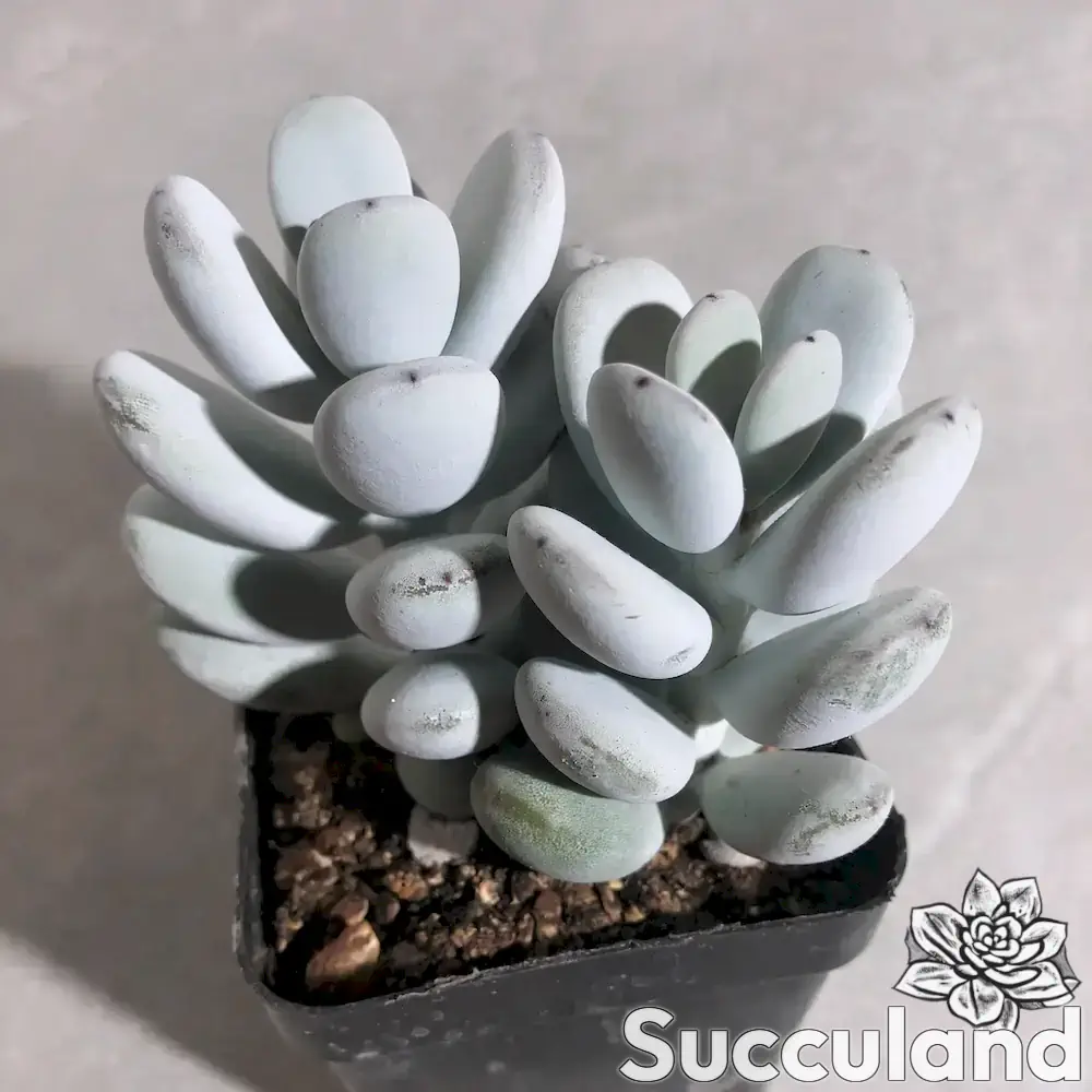 Cotyledon Orbiculata succulent