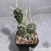 Tephrocactus Articulatus var. Papyracanthus - Paper Spine Cactus
