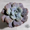 Echeveria Heart's Delight