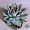 Echeveria Momotarou