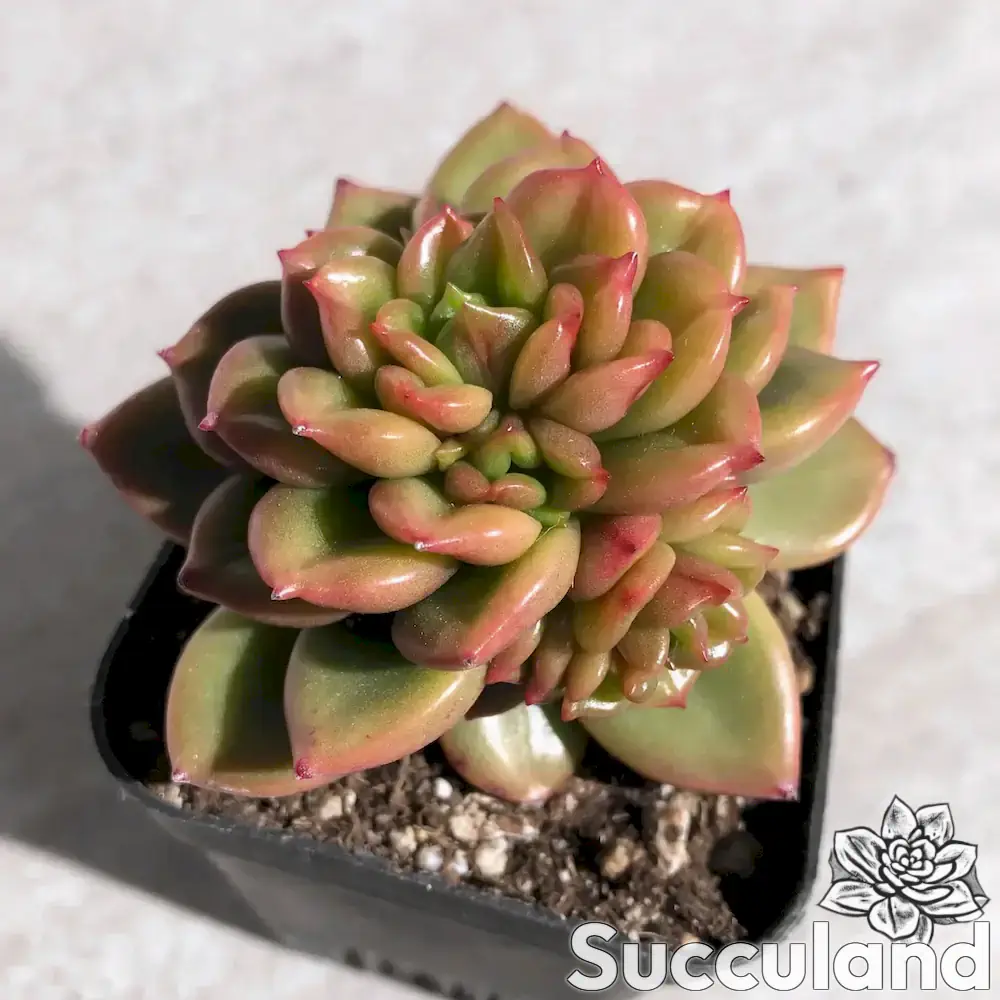 Echeveria Apple Blossom succulent