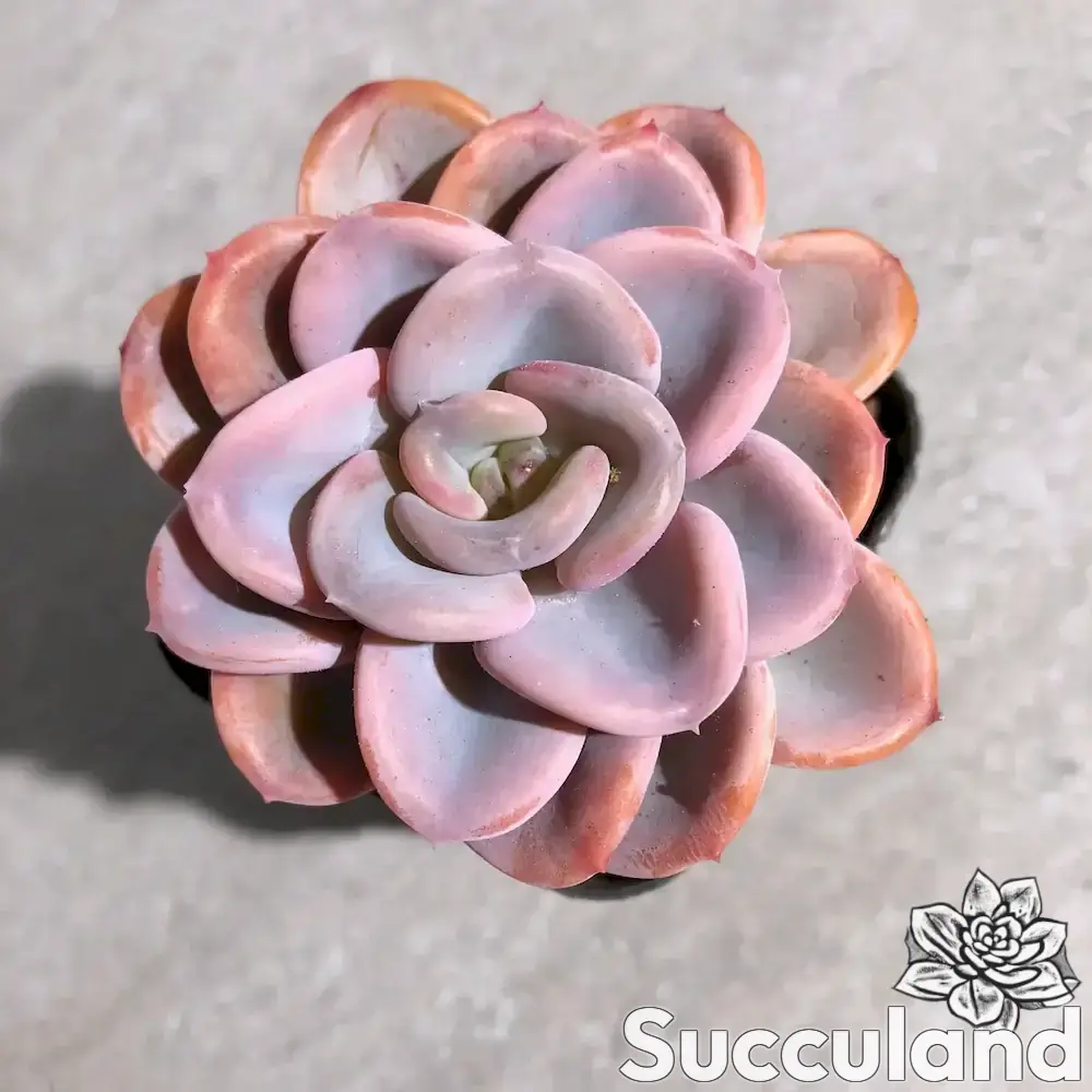 Echeveria Orpet succulent