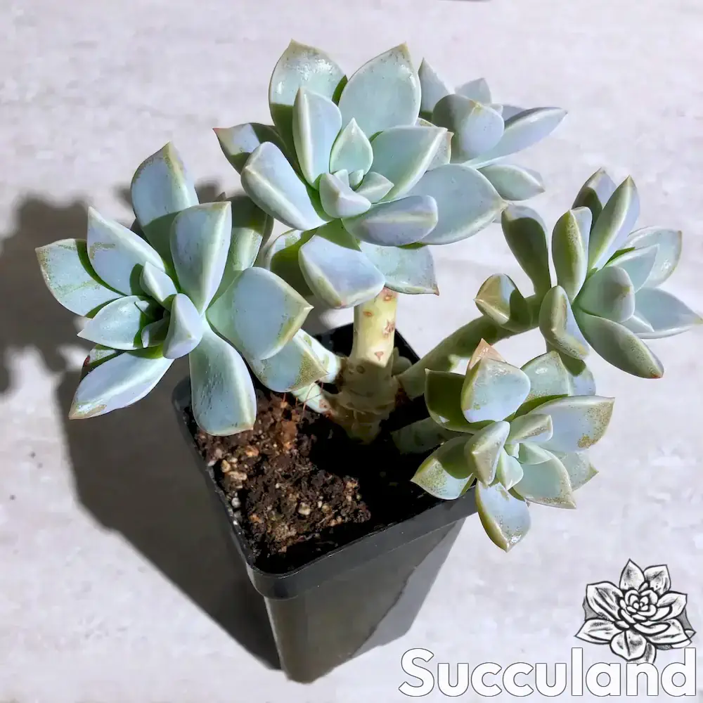 Graptopetalum Purple Haze succulent
