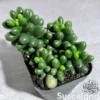 Sedum Hernandezii - Green Turtle Eggs